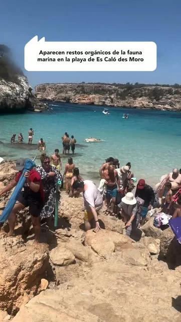 Hallan los restos de un gran cetáceo en la orilla de Es Caló des Moro