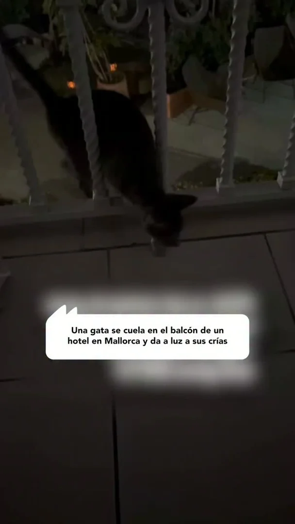 Una gata se cuela en el balcón de un hotel en Mallorca y da a luz a sus crías