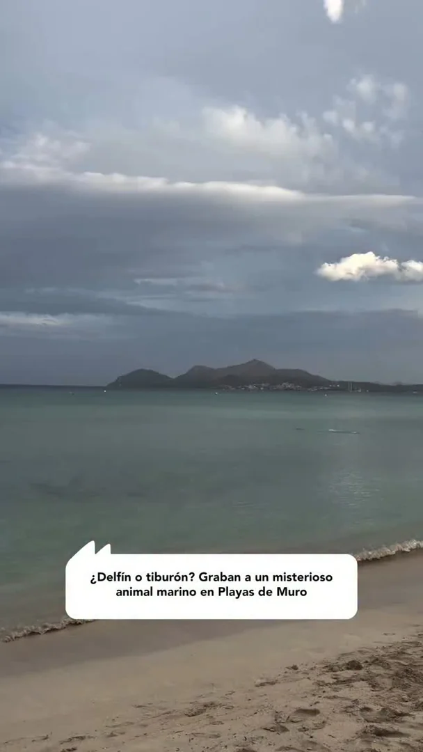¿Delfín o tiburón? Graban a un misterioso animal marino en Playas de Muro