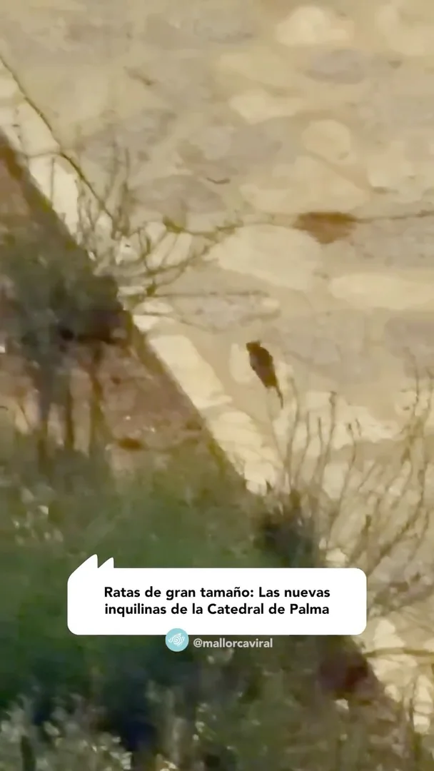 Avistan ratas a plena luz del día en los alrededores de la Catedral de Palma