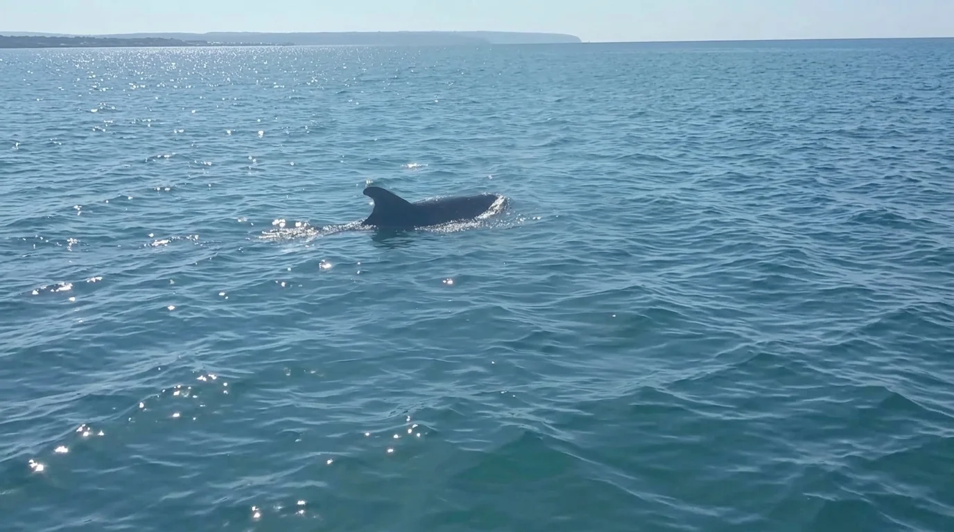 Increible encuentro con un delfin gigante de tres metros navegando frente a Mallorca